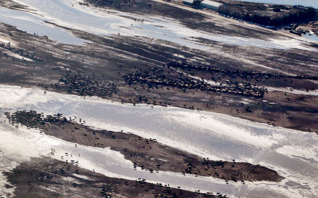 Stranded cattle
